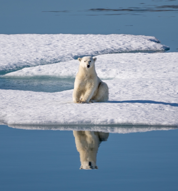 a Polar Bear sitting on the ice in the Arctic