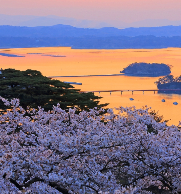 View of Japanese Islands with pink cherry blossoms in the foreground