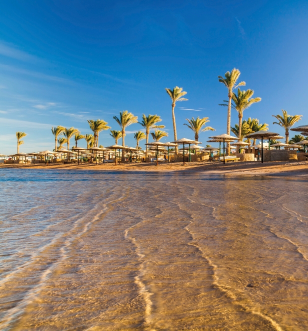 Palm trees lining the beach in the Red Sea